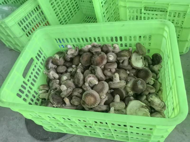 【新品上市】河北香菇/鲜香菇/一手货源/全国发货