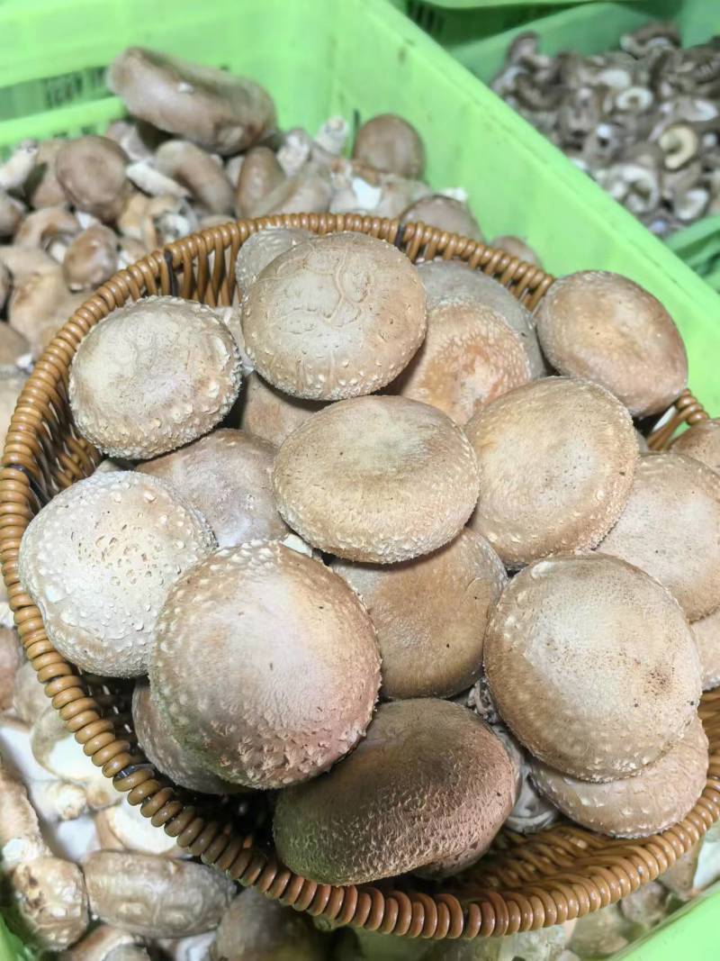 【新品上市】河北香菇/鲜香菇/一手货源/全国发货