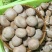【新品上市】河北香菇/鲜香菇/一手货源/全国发货
