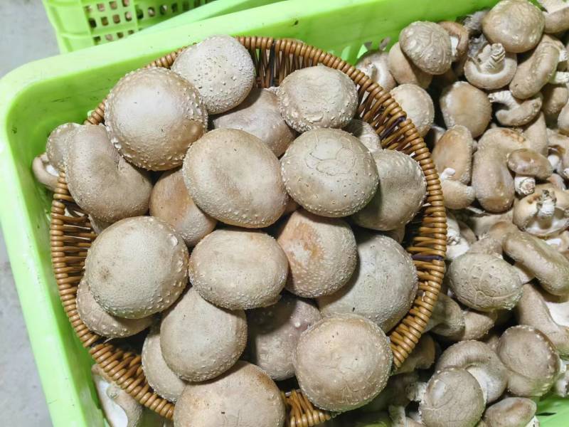 【新品上市】河北香菇/鲜香菇/一手货源/全国发货