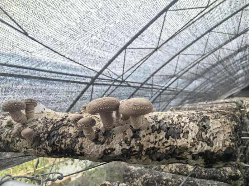 【新品上市】河北香菇/鲜香菇/一手货源/全国发货