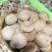【新品上市】河北香菇/鲜香菇/一手货源/全国发货