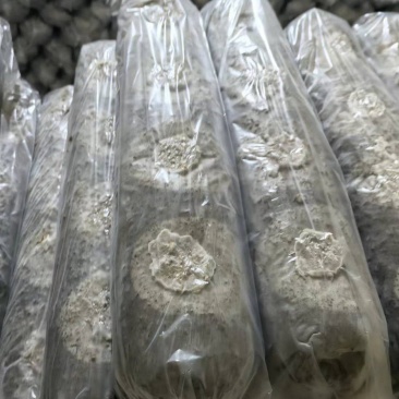 香菇菌棒/七河九号/一手货源/量大优惠/保质保量