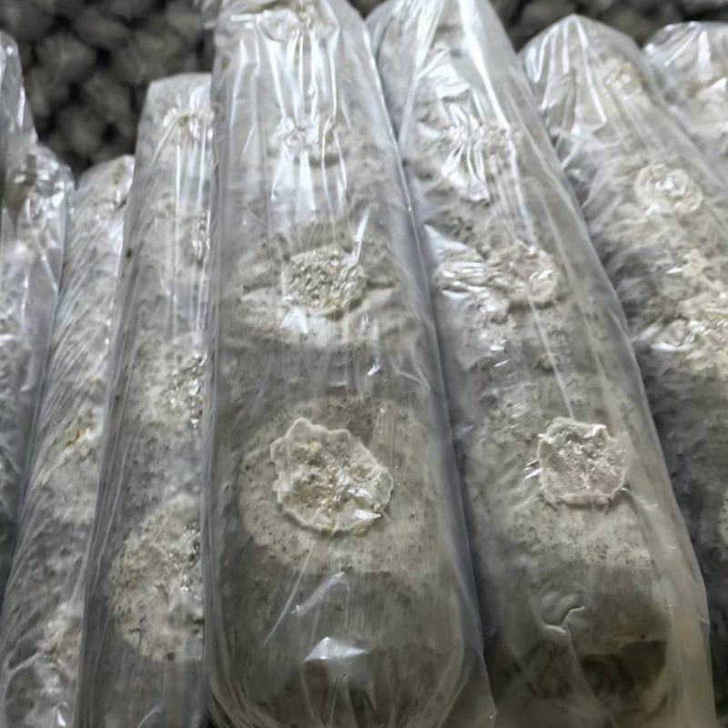 香菇菌棒/七河九号/一手货源/量大优惠/保质保量