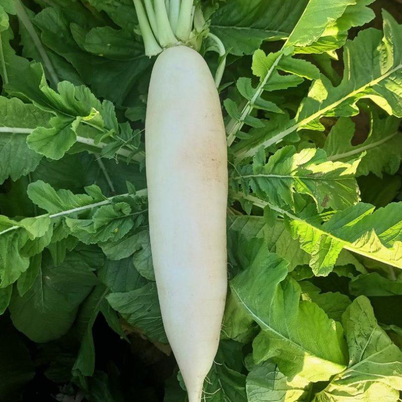 白萝卜