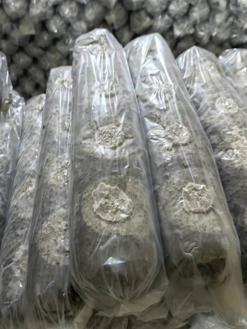 香菇菌棒/七河九号/一手货源/量大优惠/保质保量