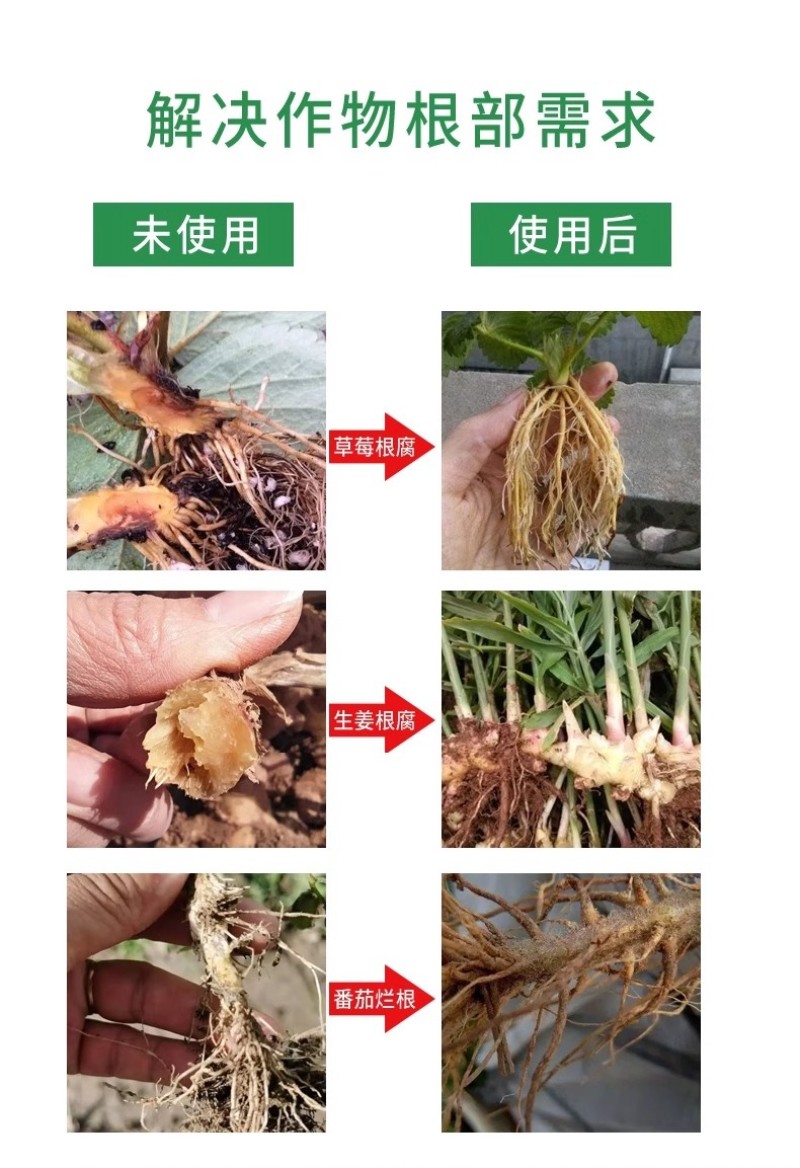 根腐克星养根壮根壮苗预防烂根死苗僵苗根腐根肿枯萎猝倒