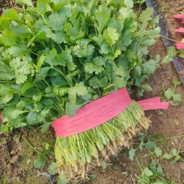 河南商丘精品大叶香菜，大量有货欢迎各大商超采购