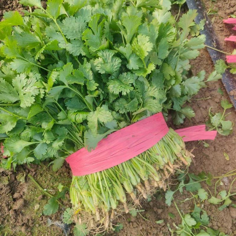 河南商丘精品大叶香菜，大量有货欢迎各大商超采购