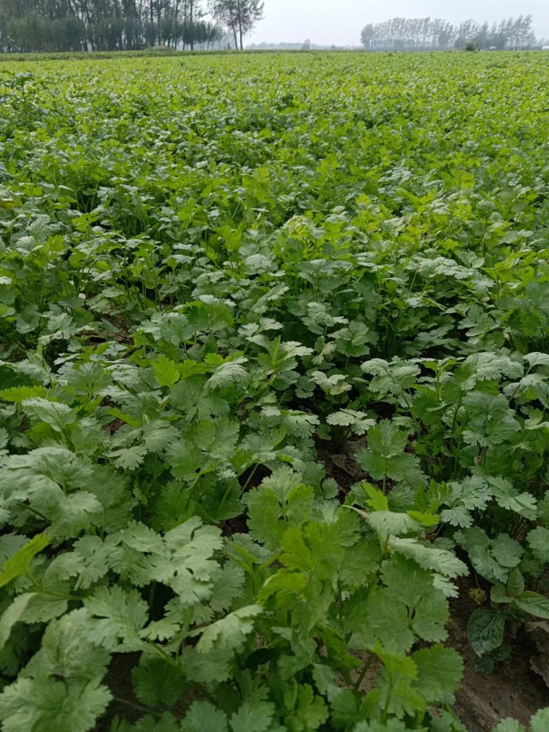 河南商丘精品大叶香菜，大量有货欢迎各大商超采购