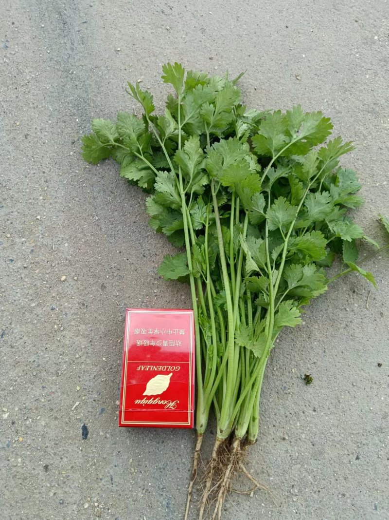 河南商丘精品大叶香菜，大量有货欢迎各大商超采购