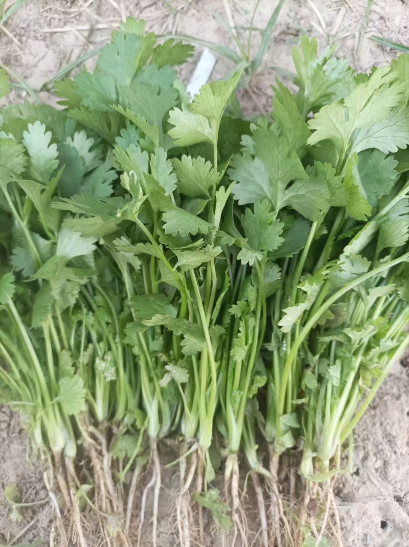 河南商丘精品大叶香菜，大量有货欢迎各大商超采购
