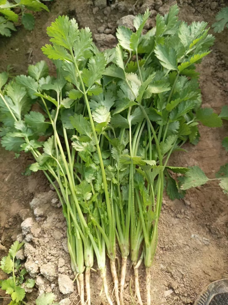 河南商丘精品大叶香菜，大量有货欢迎各大商超采购