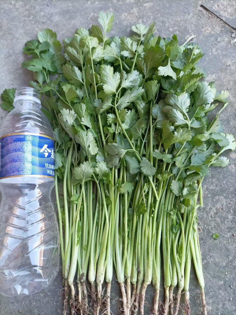 河南商丘精品大叶香菜，大量有货欢迎各大商超采购