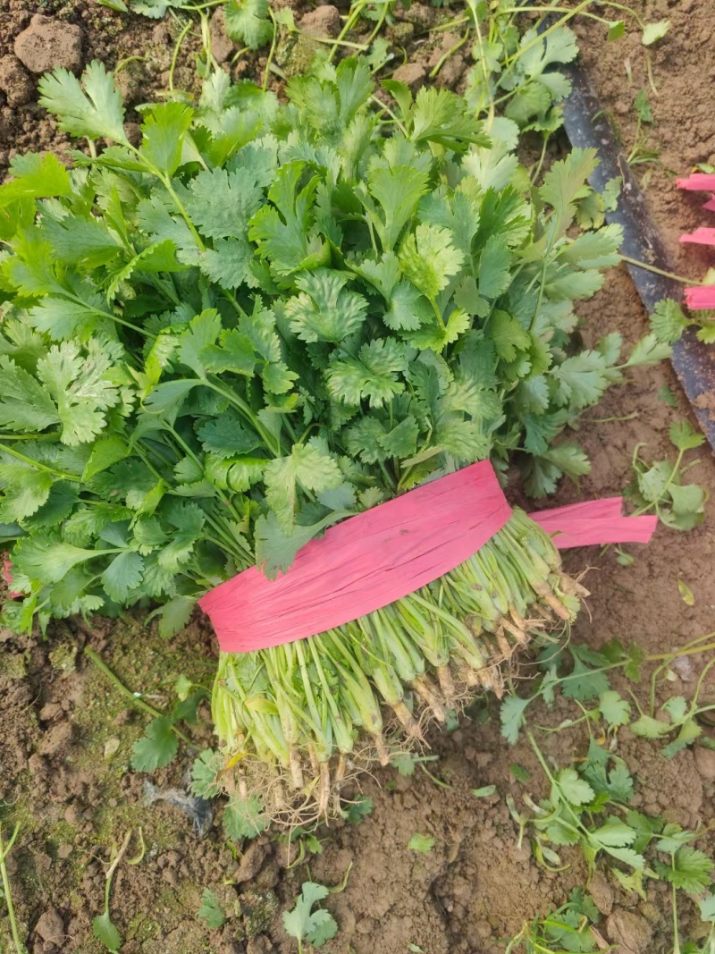 河南商丘精品大叶香菜，大量有货欢迎各大商超采购