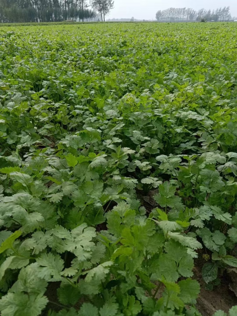河南商丘精品大叶香菜，大量有货欢迎各大商超采购