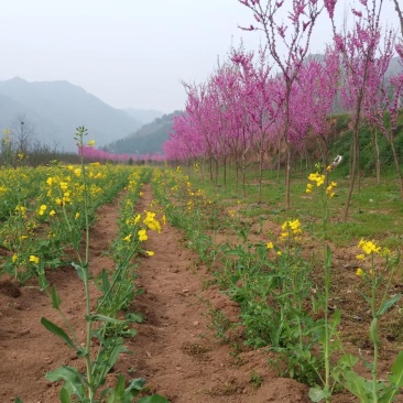 紫荆树基地直发规格齐全可以视频看货保质保量