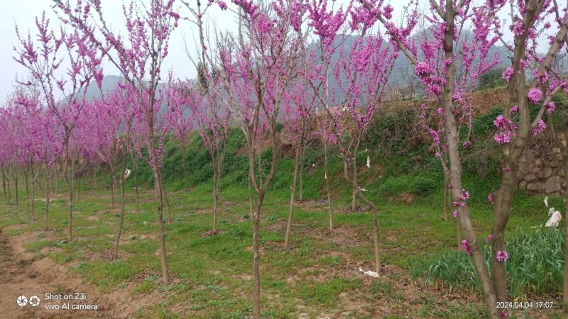 紫荆树基地直发规格齐全可以视频看货保质保量