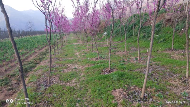 紫荆树基地直发规格齐全可以视频看货保质保量