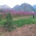 紫荆树基地直发规格齐全可以视频看货保质保量