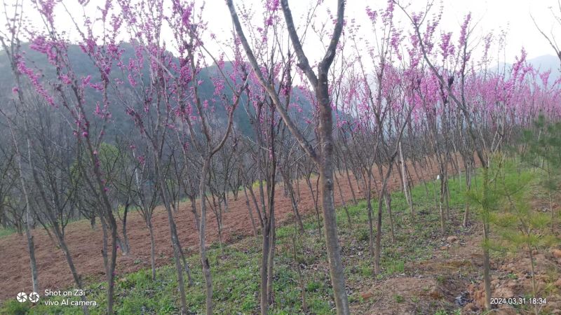 紫荆树基地直发规格齐全可以视频看货保质保量