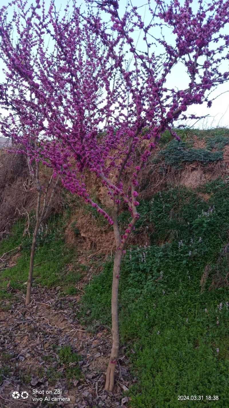 紫荆树基地直发规格齐全可以视频看货保质保量