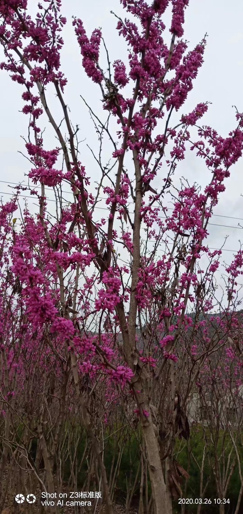紫荆树基地直发规格齐全可以视频看货保质保量