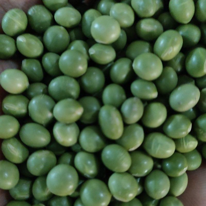 青豆，青豆芽苗菜专用货源充足量大从优诚信经营