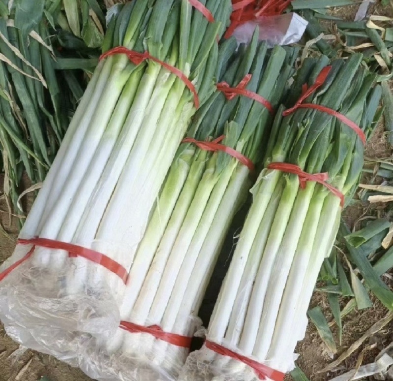 山西万荣长白大葱大量供应产地直发色泽鲜艳货源充足质量保证