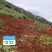 大凉山凉薯，土瓜，地瓜有大量现货，需要的老板欢迎你的到来