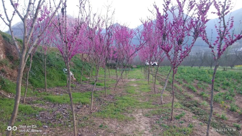 紫荆基地直发保质保量供货规格齐全