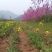 紫荆基地直发保质保量供货规格齐全