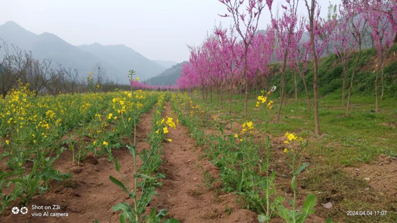 紫荆基地直发保质保量供货规格齐全