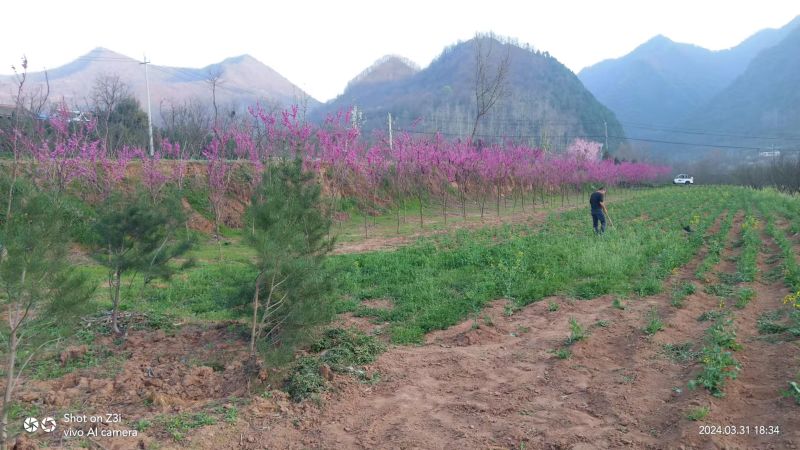 紫荆基地直发保质保量供货规格齐全