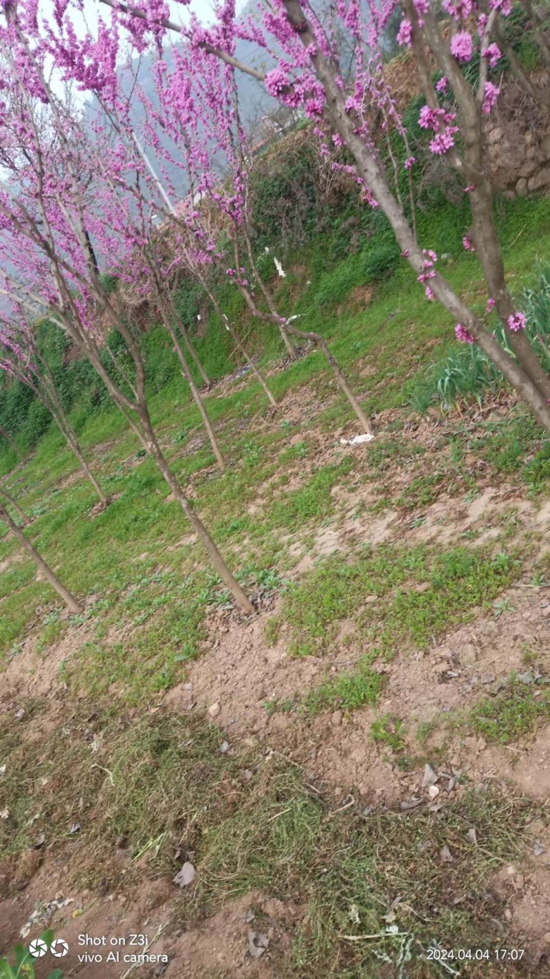 紫荆基地直发保质保量供货规格齐全