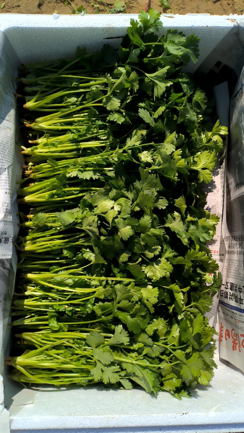 精品香菜