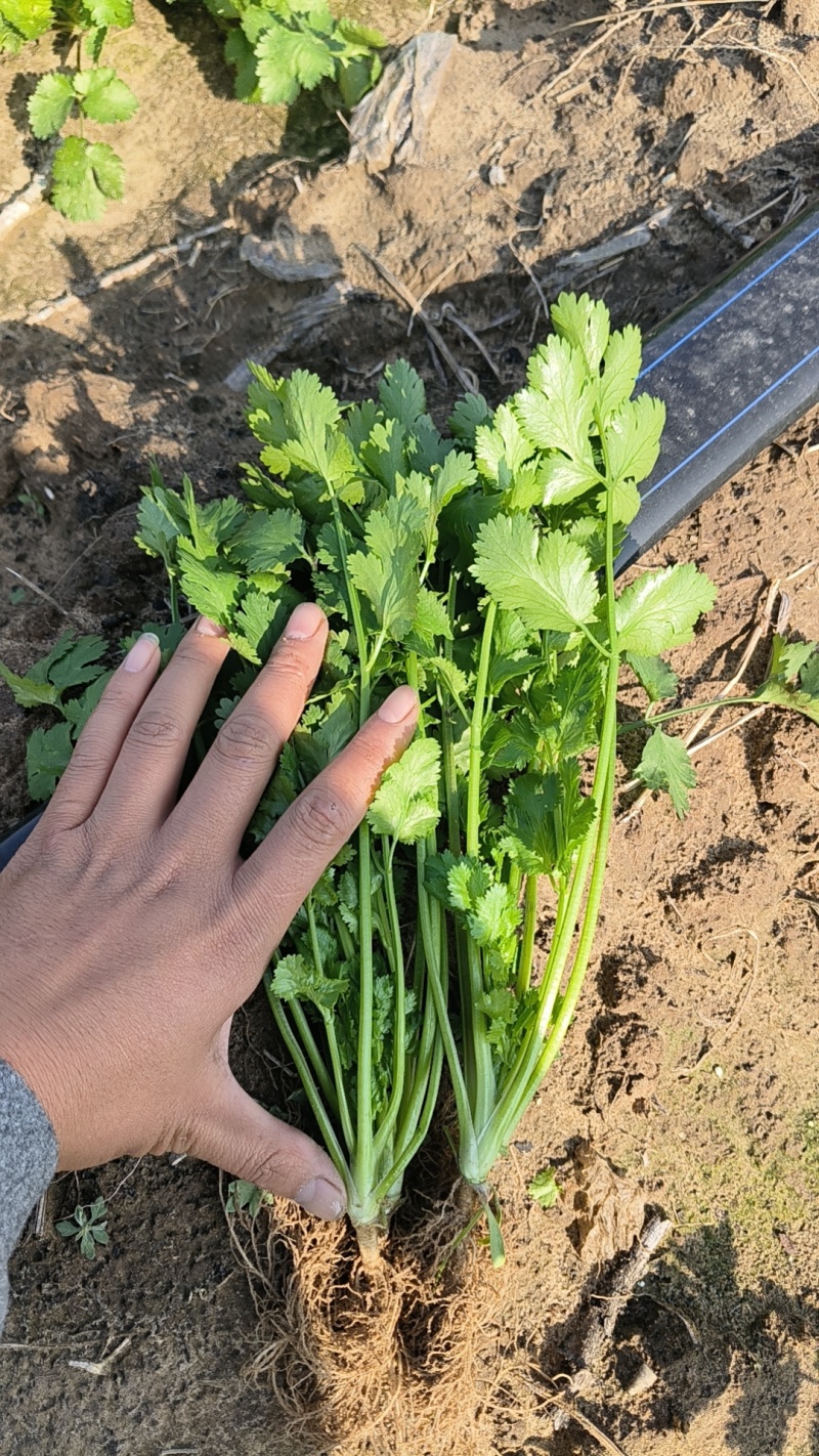 精品香菜