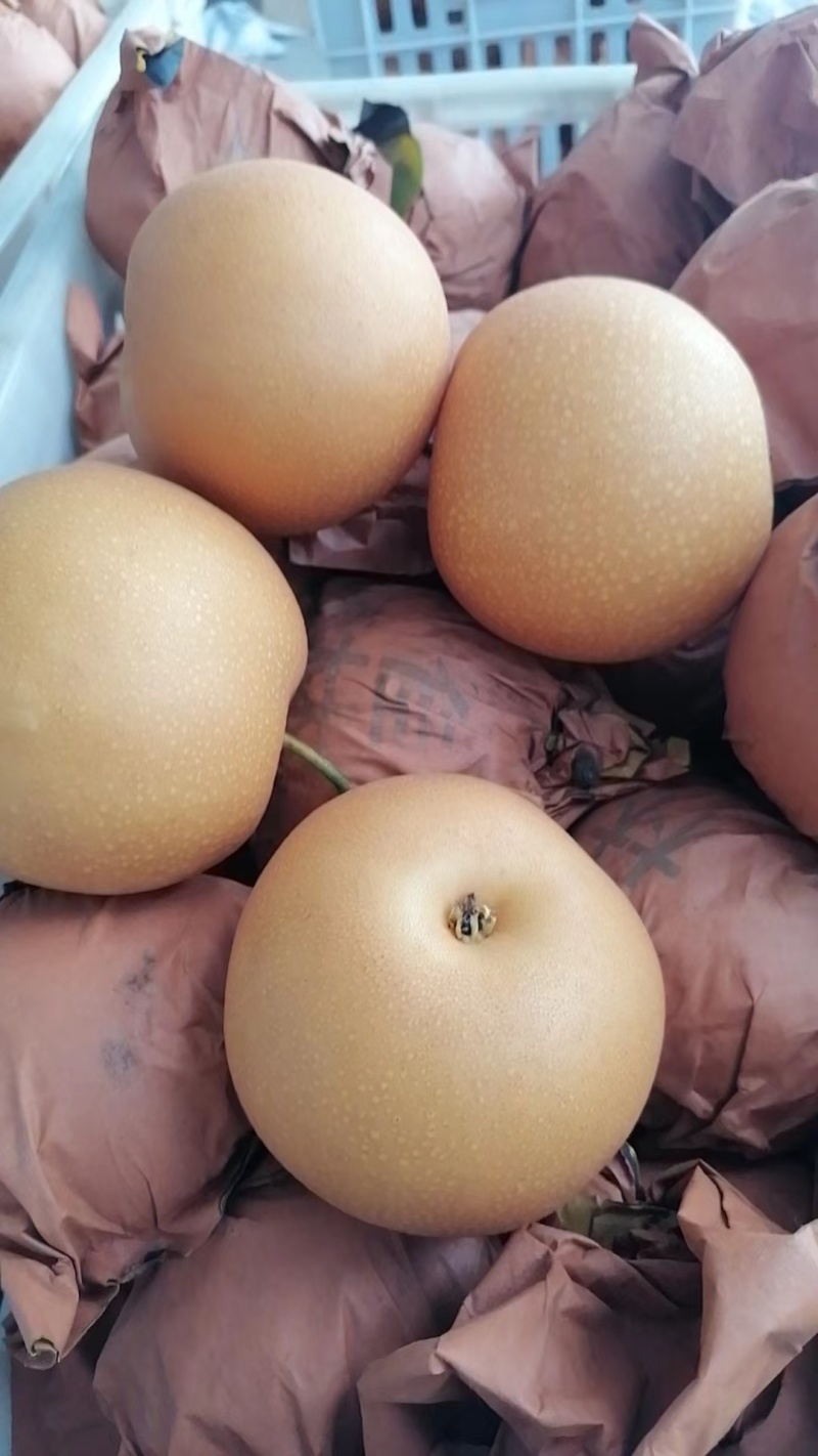 优质秋月梨大量上市。一手货源。全国发货可视频看货。代发全