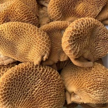 厂家直销特惠精品全熟卤牛肚熟金钱肚卤菜店摆摊专用