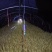 蒜黄产地一手好货对接各级客商欢迎老板咨询