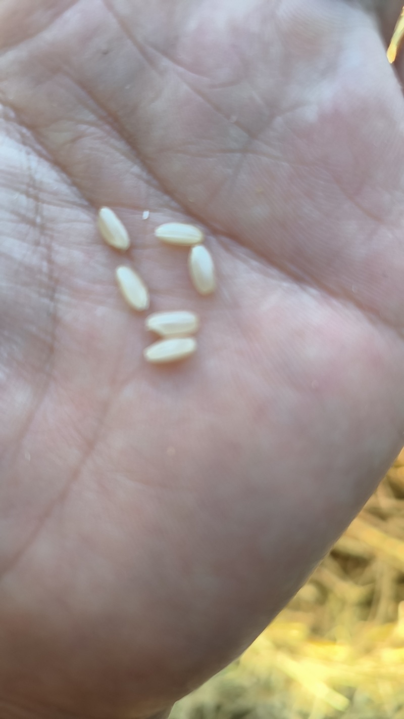 水稻，黑龙江寒地水稻。绥棱106，中长粒，清香型水稻。