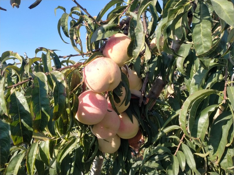 映霜红，口感甜，现摘现发，对接全国市场电商。发全国各地