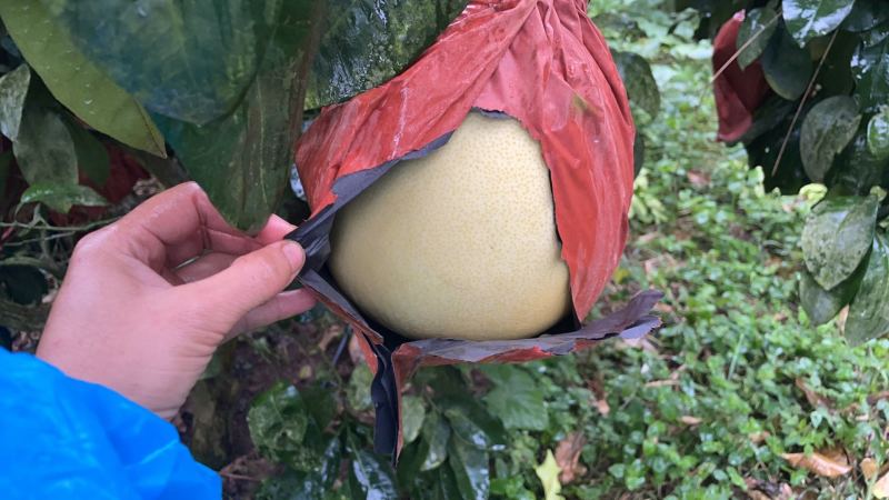 套袋红心蜜柚