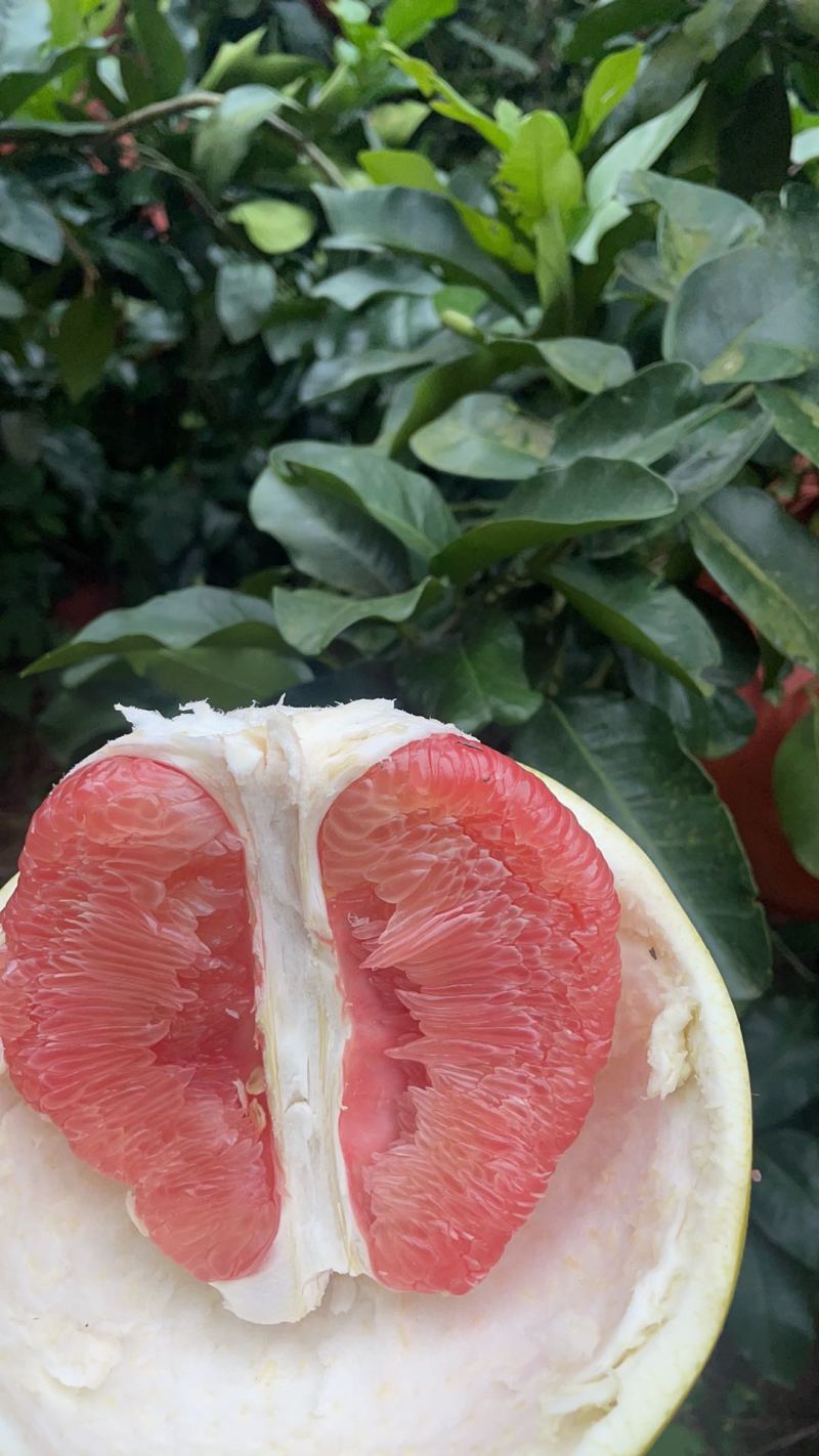 套袋红心蜜柚