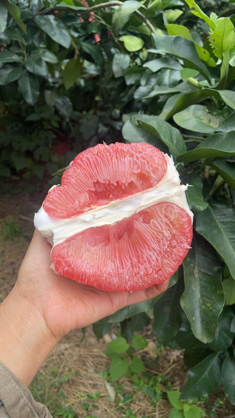 套袋红心蜜柚