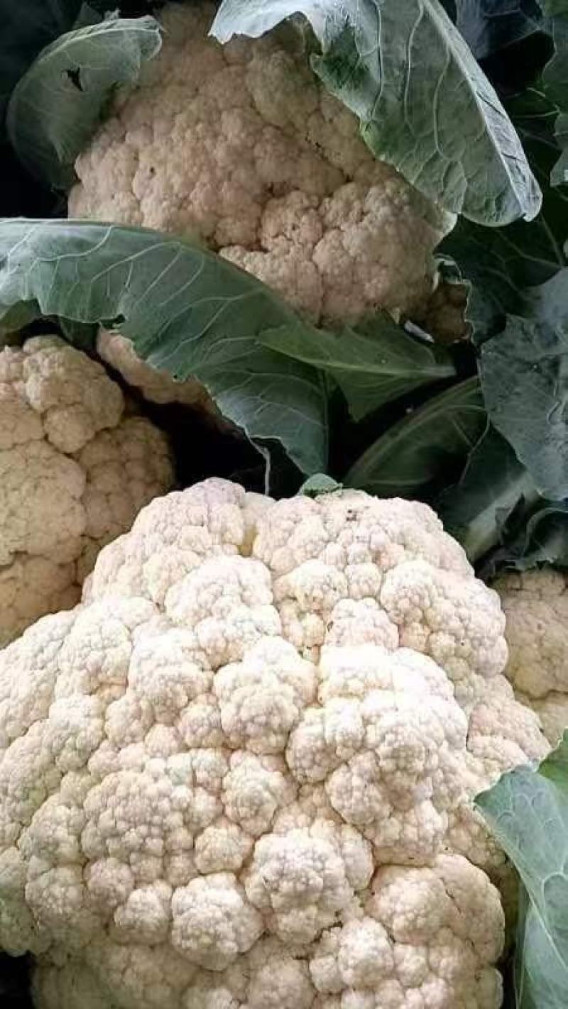 菜花