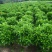 非洲茉莉球1米至2米高基地直发规格齐全质量优质