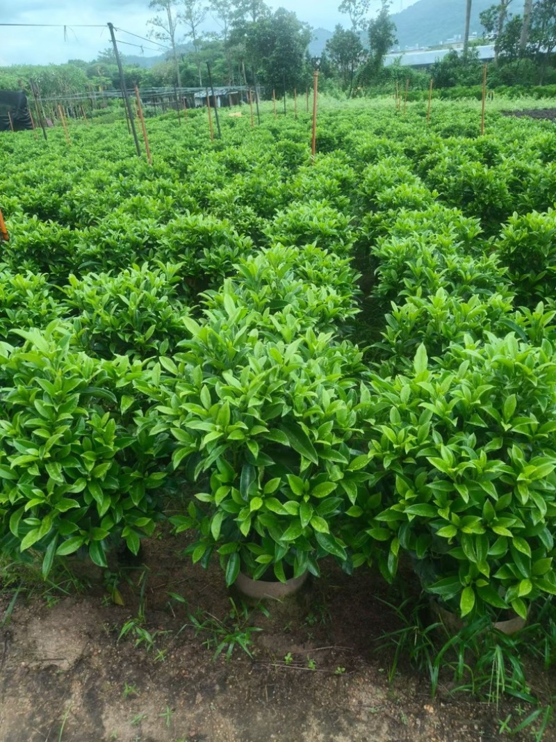 非洲茉莉球1米至2米高基地直发规格齐全质量优质