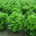 非洲茉莉球1米至2米高基地直发规格齐全质量优质