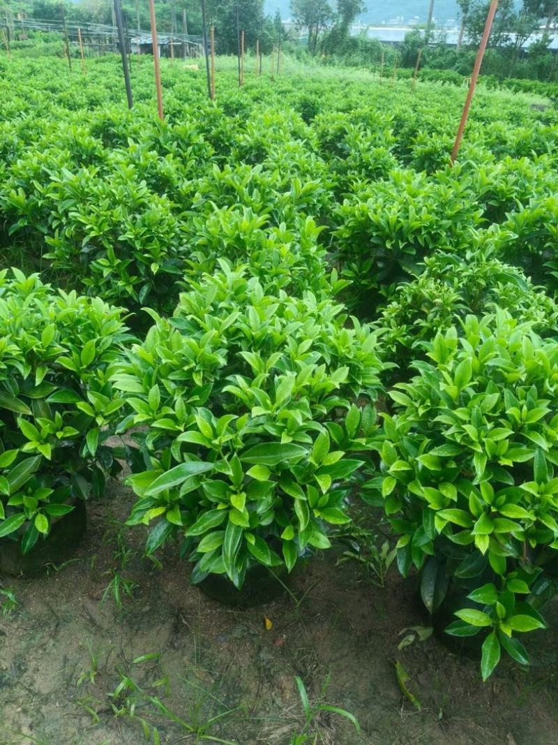 非洲茉莉球1米至2米高基地直发规格齐全质量优质